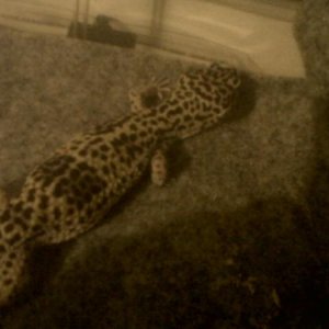 leo 072