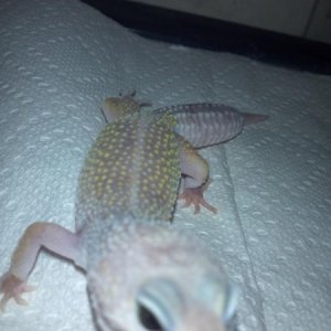 silly girl