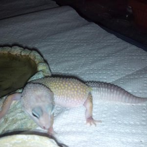 baby girl eating