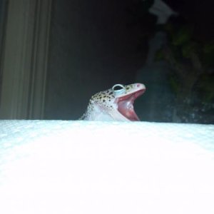 RAWR!