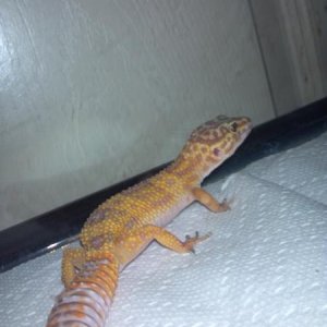 Fatty!