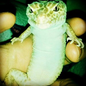 Rex posing
