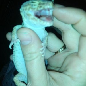 Impersonation of the Tokay lol