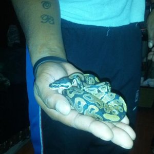 Duke