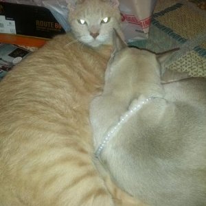 Fat cat Sachi and Hassani