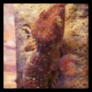 My future pet
