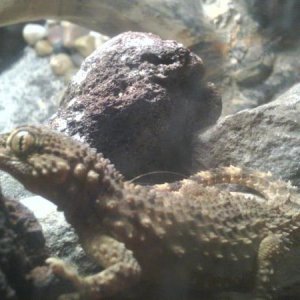 crocodile gecko