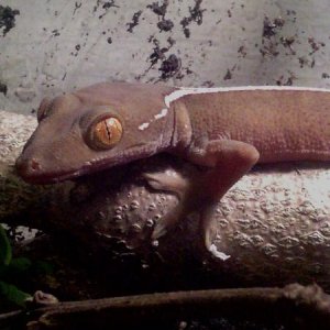 white lined (skunk) gecko