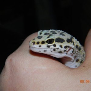 Isabel