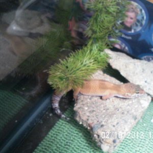 Im on a Rock!