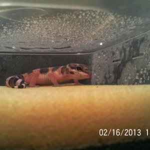 I caught Cheddar in the shower ;)