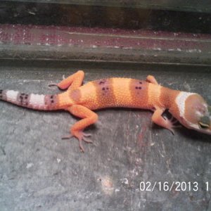 Feeling skinny right now. Im sure Banana will be a very healthy adult gecko :) staying positive