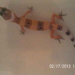 Upside down ;) As of today She is 4 and 3/4 inches long.