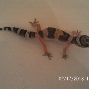 Today Cheddar is 4 and 1/4 inches long, And looks great! :)