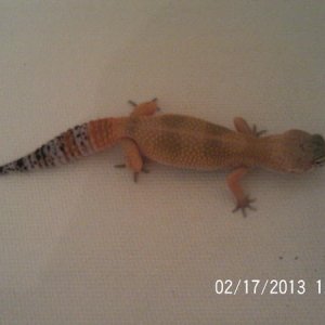 Roxanne as of today is 6 and 1/2 inches!