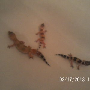 One big tub, full of bad geckos