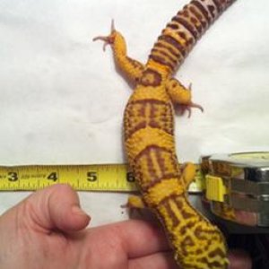 Feb 13, 2013

10.4 inches and 90 grams