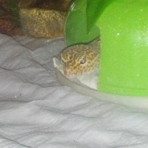 Update Pic of Rex eye, no longer swollen 2/25/13