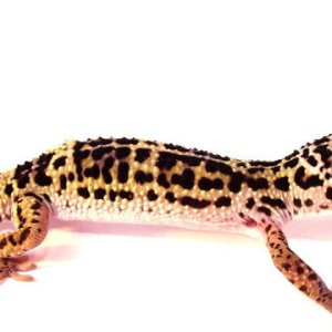 eublepharis macularius