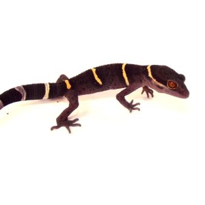 goniurosaurus lichtenfelderi