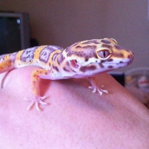 pistachio around 6 months old. hes about a year now. going to take newer ones tomorrow, i have lots more just not on this pc.