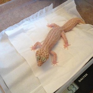 Paolo, tremper supersnow.