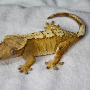 Crested Gecko Female - Yellow Cream on Cream