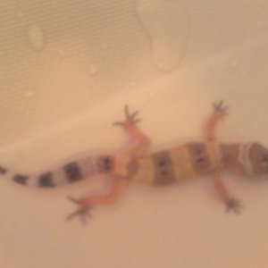 Blurry but Banana is 5 inches as of 6-14-13