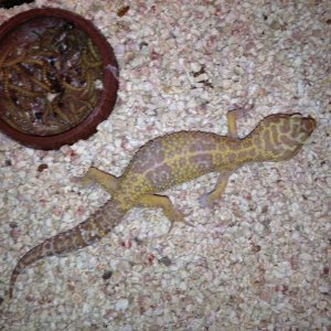 "Tremper albino" Gorgeous