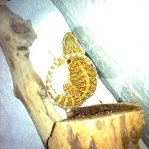 Image0087