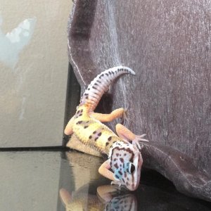 Parker when we first got him/her