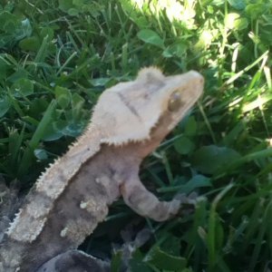 Anyone know what morph my Crestie is?