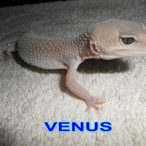 VENUS