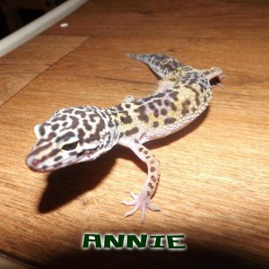 ANNIE