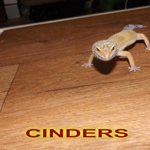 CINDERS