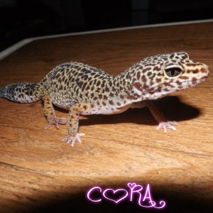 CORA