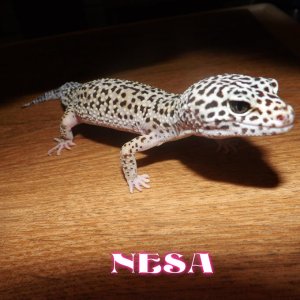 NESA