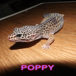 POPPY