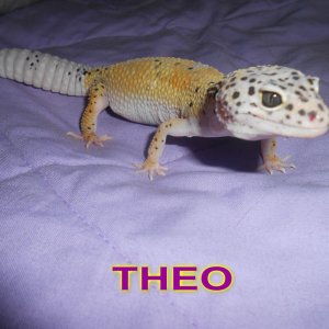 THEO