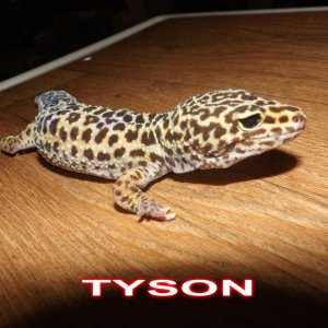 TYSON