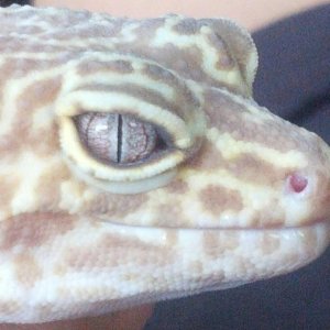 rexeye