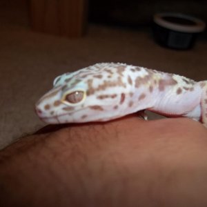 Penelope1