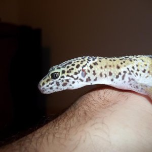 Ivan2