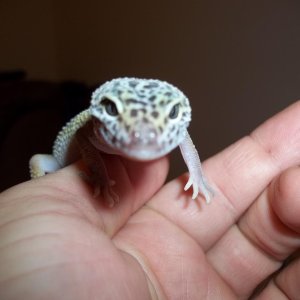 Ivan1