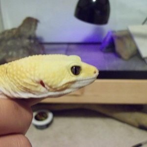 Pepe