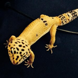 ziggy 3