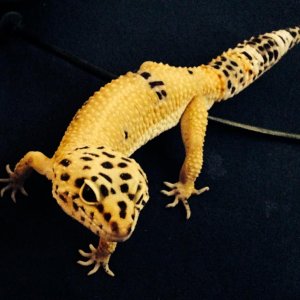 ziggy 1