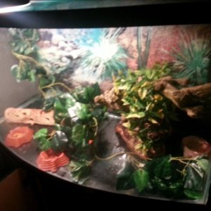 New set up with temporary fake decorations and there are two water dishes in it