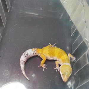 My super hypo