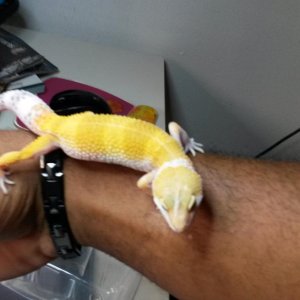My super hypo
